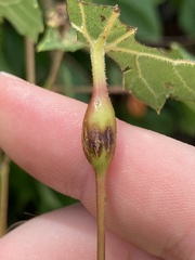 Neolasioptera vitinea