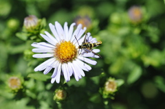 Synanthedon bibionipennis