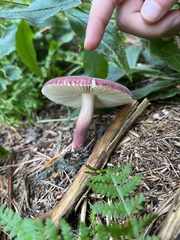 Russula mariae