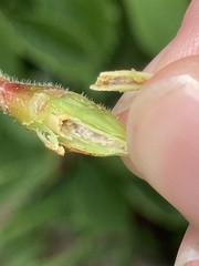 Neolasioptera vitinea