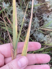 Agrostis gigantea