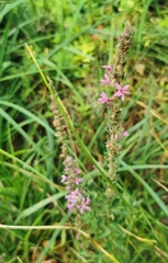 Lythrum salicaria