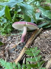Russula mariae