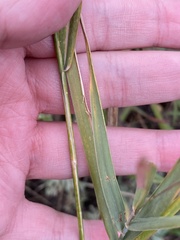 Agrostis gigantea