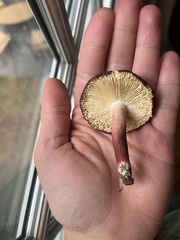 Russula mariae