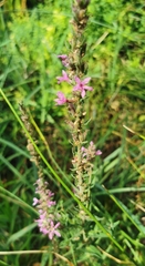 Lythrum salicaria
