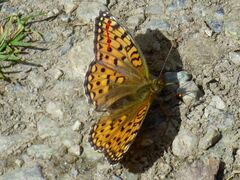 Argynnis niobe
