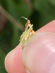 Neolasioptera vitinea