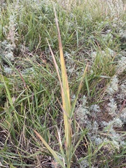 Agrostis gigantea