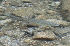 Oncorhynchus