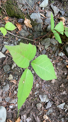 Toxicodendron rydbergii