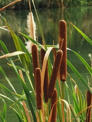 Typha domingensis