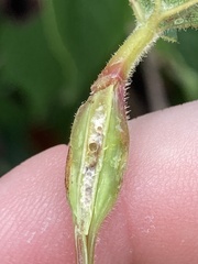 Neolasioptera vitinea