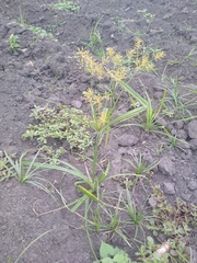 Cyperus