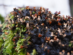 Peltigera polydactylon