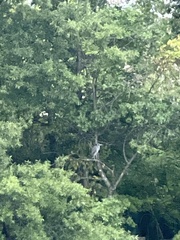 Nyctanassa violacea violacea