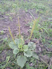 Plantago