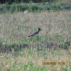 Vanellus indicus