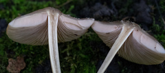 Pluteus