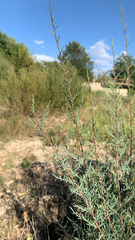 Tamarix ramosissima