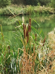 Typha domingensis