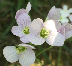 Cardamine
