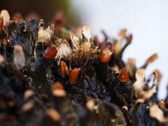 Peltigera polydactylon