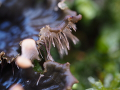 Peltigera polydactylon