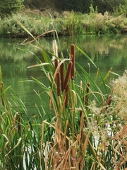 Typha domingensis