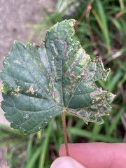 Phyllocnistis vitegenella