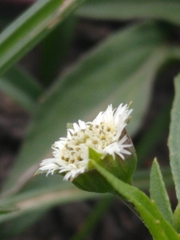 Eclipta prostrata
