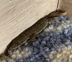 Hemidactylus garnotii