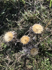 Carlina vulgaris