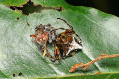 Verrucosa scapofracta