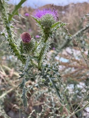 Carduus acanthoides