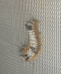 Acronicta hastulifera