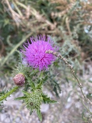 Carduus acanthoides