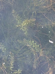 Hydrilla verticillata