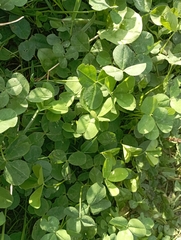 Medicago