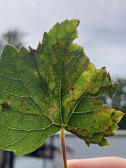 Phyllocnistis vitegenella