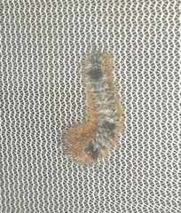 Acronicta hastulifera