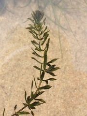 Hydrilla verticillata