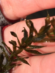 Hydrilla verticillata