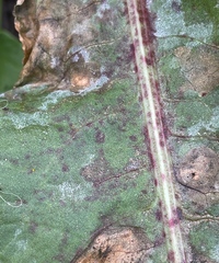 Ramularia rubella