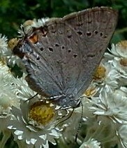 Satyrium sylvinus