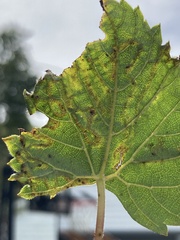 Phyllocnistis vitegenella