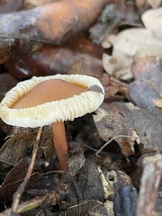 Gymnopus dryophilus
