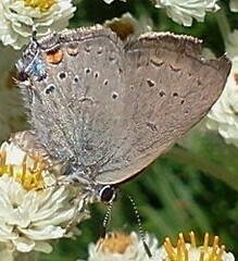 Satyrium sylvinus
