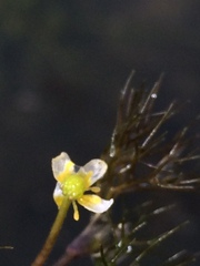 Batrachium
