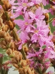 Lythrum salicaria